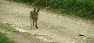 Der Feldhase, pixabay.com