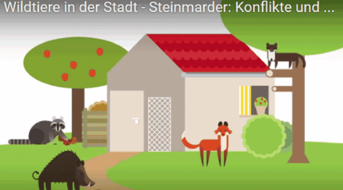Wildtiere in der Stadt – Steinmarder: Konflikte und Empfehlungen
