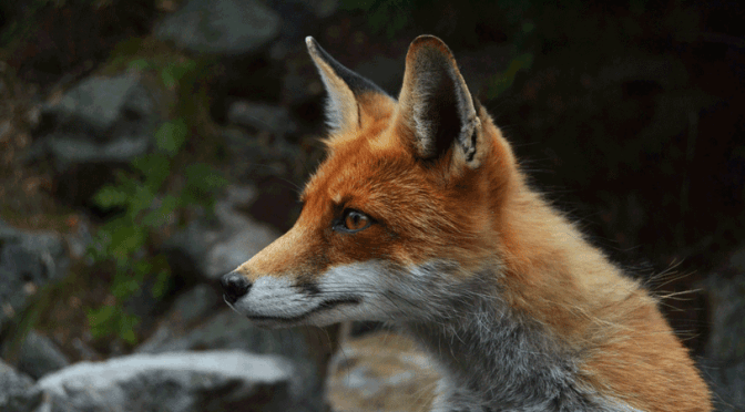 Wildtiere in der Stadt: Fuchs im Garten?