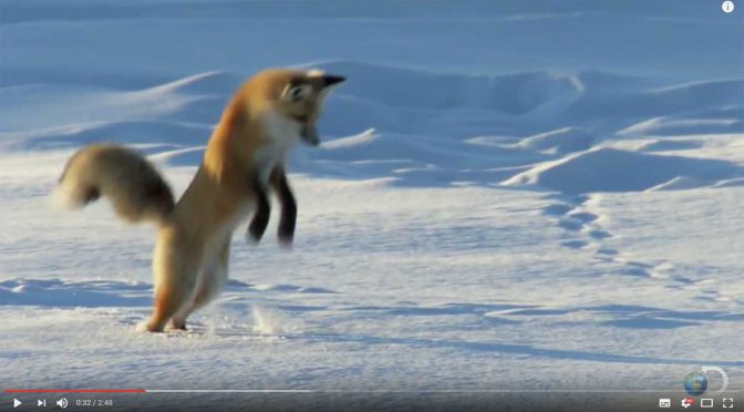 Fox Dives Headfirst into Snow